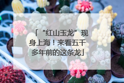 “红山玉龙”现身上海！来看五千多年前的这条龙
